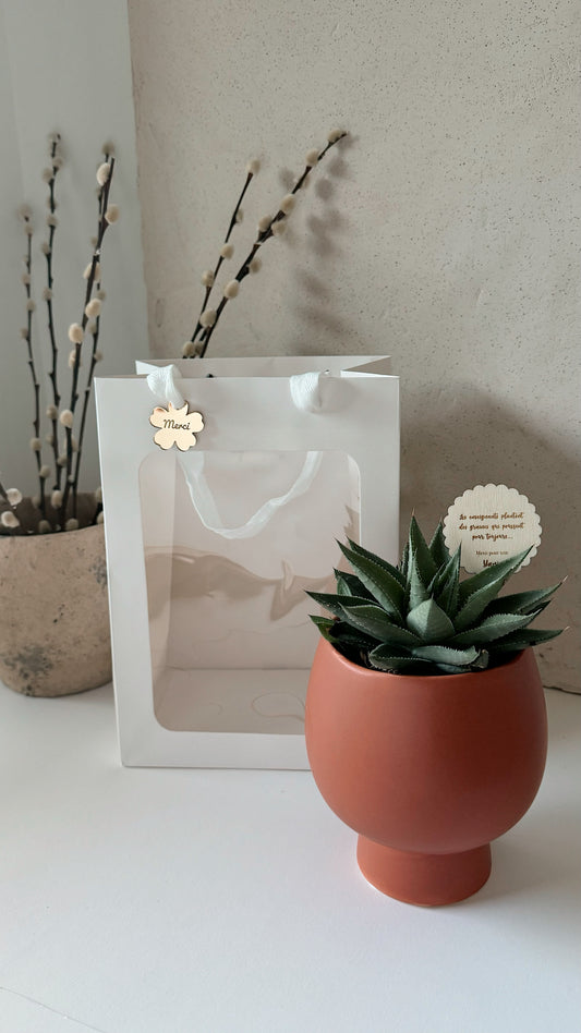 Succulent plant to give as a gift