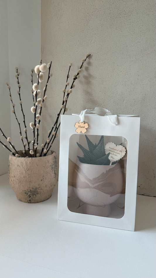 Succulent plant to give as a gift